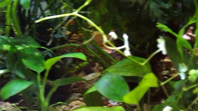 Лимнофила ароматика . смотреть онлайн