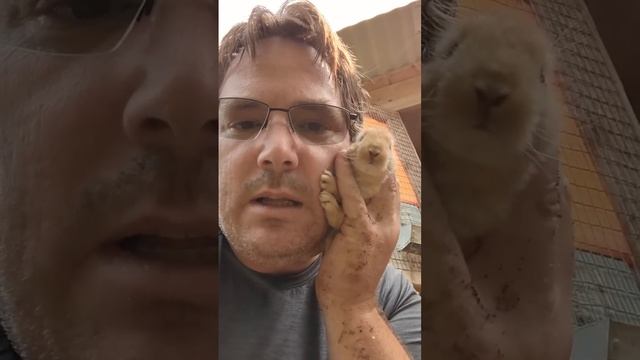 Found a baby bunny from the hole in the ground under the tree stump under the rabbit pin смотреть онлайн