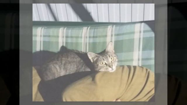 Внезапно у кошки пропал больной котёнок, так она пыталась спасти дитя весьма необычным способом! смотреть онлайн