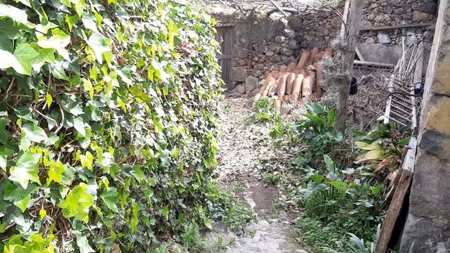 И еще немного окрестностей. Начался период цветения орхидей смотреть онлайн