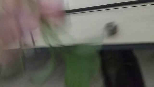 Посадка анубиаса смотреть онлайн