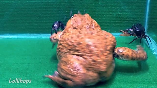 Giant Bullfrog Eats Big Black Scorpion смотреть онлайн