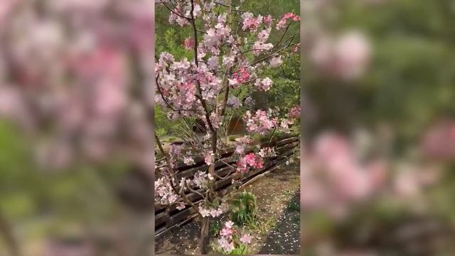 Когда цветет сирень и декоративная яблоня смотреть онлайн