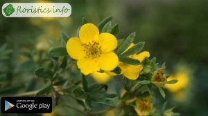 ? Цветок лапчатка – выращивание и уход, посадка и размножение; лапчатка кустарниковая и белая