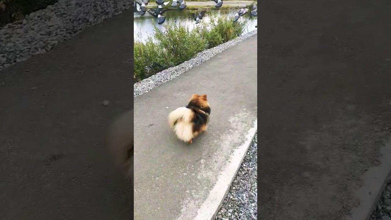 ▷Шпиц разгоняет голубей◁ смотреть онлайн
