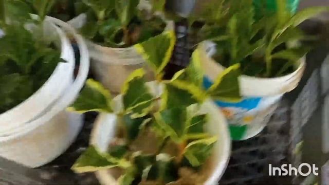 Черенкование вейгелы и спиреи/Очень легко и быстро/ смотреть онлайн