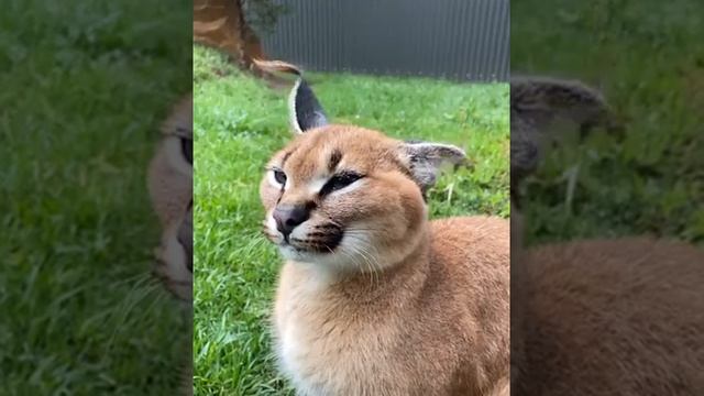 video_16@08-11-2020_22-07-56.mp4 смотреть онлайн