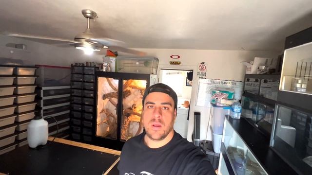 WE HAVE GREEN TREE PYTHON EGGS & SUPER DWARF RETIC BABIES | CHONDRO BREEDING | LOCALITY SPECIFIC смотреть онлайн