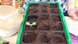 Как пикировать капусту. Сайт "Садовый мир"