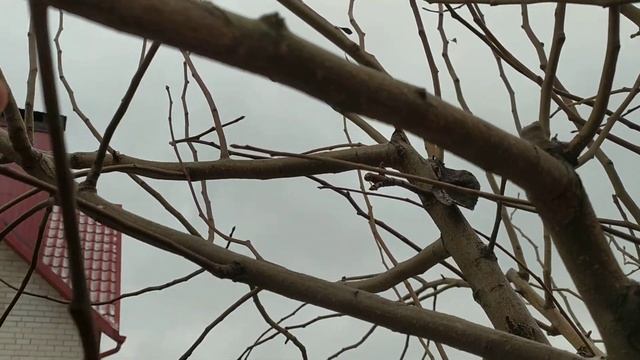 Почему не плодоносит груша, что делать? На каких ветках появляются плоды. Мой опыт. смотреть онлайн