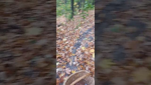 ❗По грибы 06.10.2023 г. Курская область ? гриб - печенка и кучи грибов? смотреть онлайн