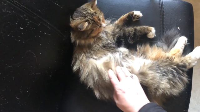 Жарко, жарко? Норвежская лесная кошка Соня. Norwegian Forest Cats In Sweden