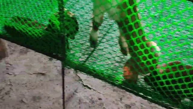 तीन पिलदेणारी शेळी सिरोही महाराष्ट्र смотреть онлайн