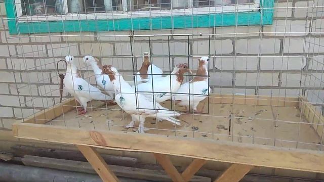 Большая партия голубей уехала в г.Иваново к новому хозяину. смотреть онлайн