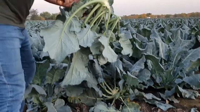 Овощи растут. Капуста брокколи Самоа смотреть онлайн