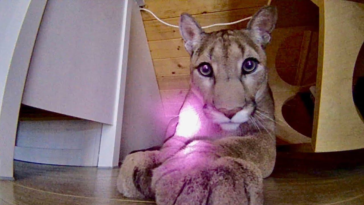 Пума Месси охотится на мышь! Охота кошки глазами мышки с помощью робота raddy! смотреть онлайн