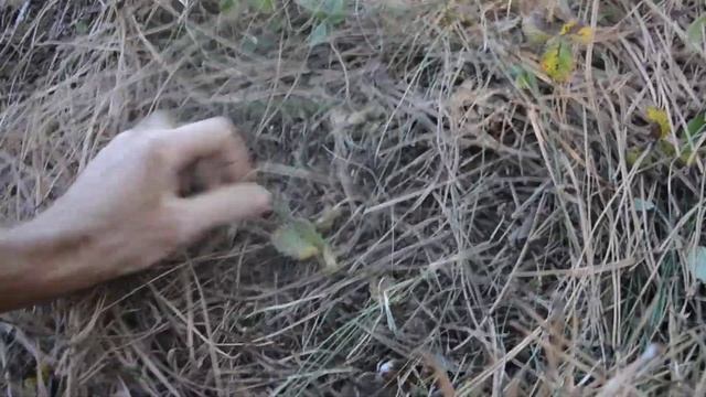 Новый вид гриба"конусята" где и как собирать) смотреть онлайн