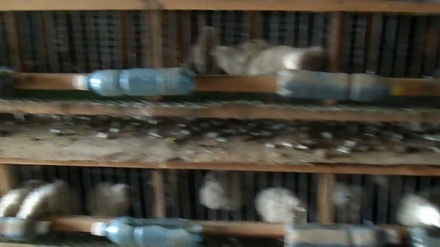 Самозанятый перепеловод