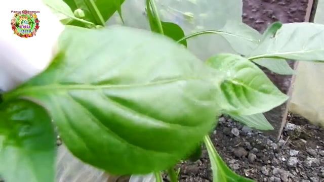 Как формировать сладкий перец? Как и когда обрезать листья и пасынки. смотреть онлайн