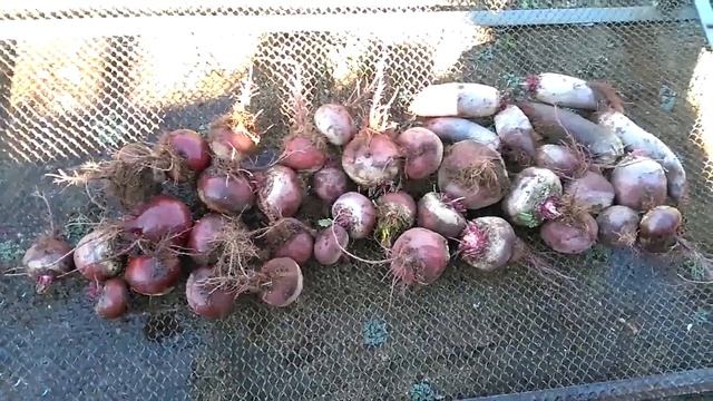 Свекла Бордо, Цилиндра. смотреть онлайн