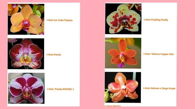 Названия и сорта орхидей фаленопсисов Names and varieties of phalaenopsis orchids смотреть онлайн