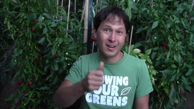 How I Grow Vitamin B12 in My Garden & More Organic Gardening Q&A смотреть онлайн