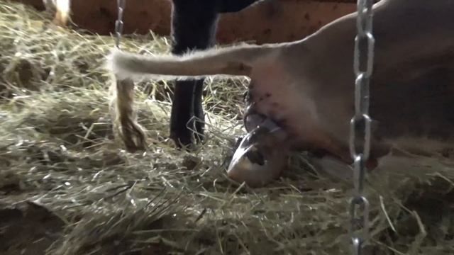 Отел коровы.Первая выпойка теленка. смотреть онлайн