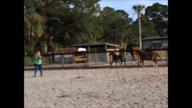 CF Dungaree Doll By Oldenburg Stallion Don De Marco