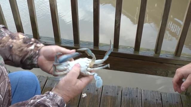 SWAMP COOKING смотреть онлайн