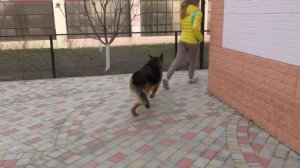 ОСТОРОЖНО - ЗЛАЯ СОБАКА! Немецкая овчарка на охране. Одесса.