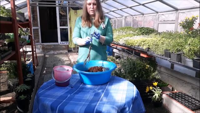 Как правильно посадить розу смотреть онлайн