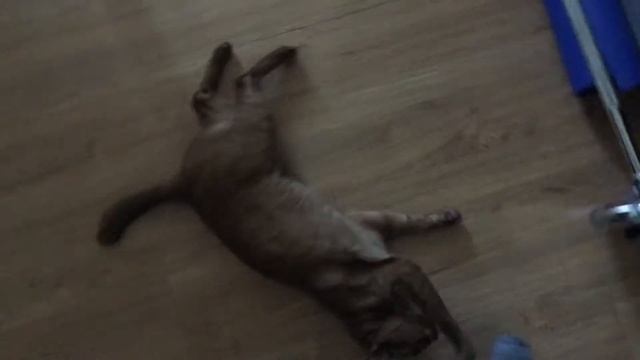 cat and vacuum bot смотреть онлайн