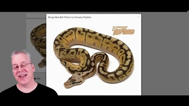 The 'Bongo' Ball Python Morph смотреть онлайн