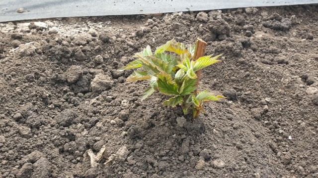 Как я высаживаю саженцы. Куст от посадки до первого плодоношения смотреть онлайн