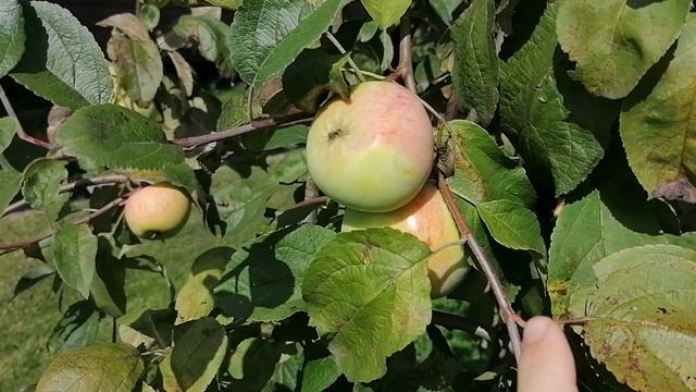 Мельба и коричное в плодах. Яблоки 2021год