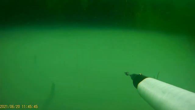 Подводная охота. Абхазия. Караси, сорвавшийся сазан,гуляющая черепаха.