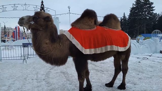Символ Челябинской области.Верблюд.