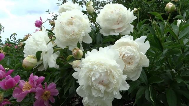 Пион МАЗЕРС ЧОЙС ?? Paeonia MOTHERS CHOICE: обзор, описание, цветение, отзыв смотреть онлайн