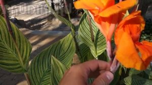 ❀ Прибрежные растения для пруда - Canna tropicana цветёт в саду