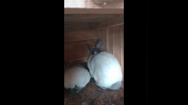 Как изменились кролики/Кролики разведение/ кролиководство. смотреть онлайн