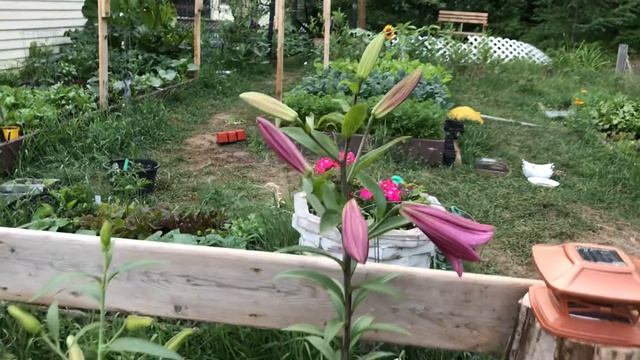 Primera flor de Lilium Purple Prince смотреть онлайн