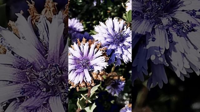 Globularia Alypum ή Γκλομπουλάρια η άλυπος (στουρέκι)