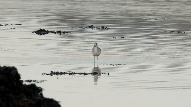 Большой улит - Tringa nebularia.mp4 смотреть онлайн