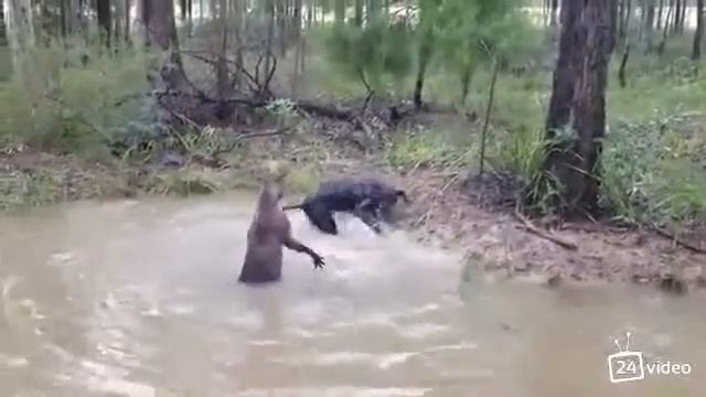 Кенгуру топит собаку смотреть онлайн