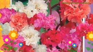 Кларкия изящная Смесь окрасок. Краткий обзор, описание характеристик clarkia elegans Smes' okrasok