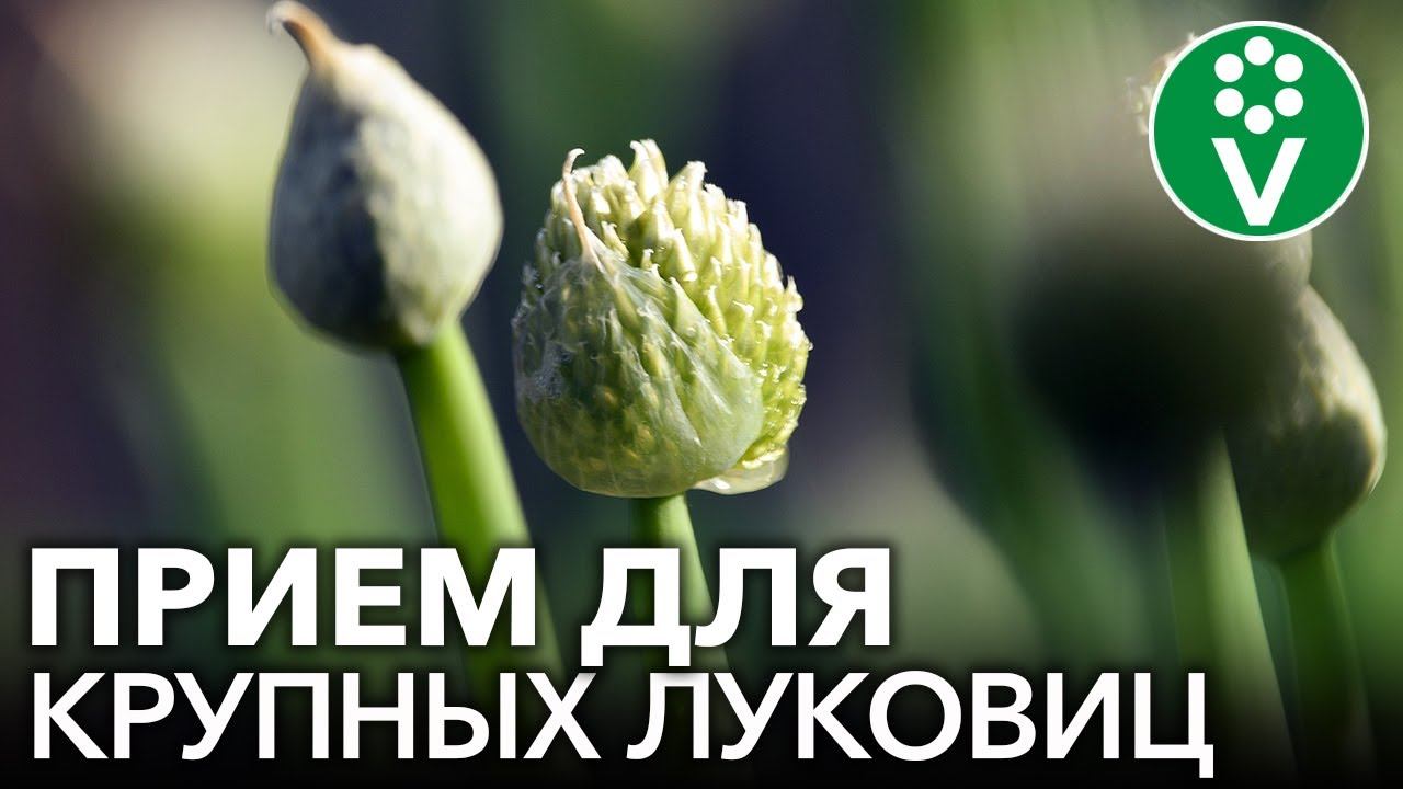 НЕ ВЫЛАМЫВАЙТЕ СТРЕЛКИ НА ЛУКЕ пока не узнаете эти важные правила смотреть онлайн