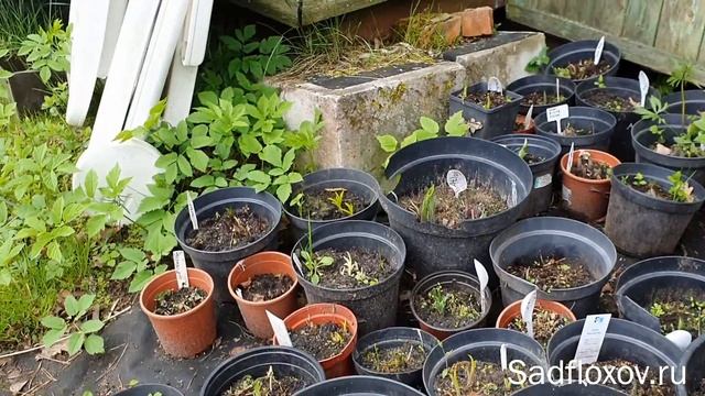 Хосты в горшках весной смотреть онлайн