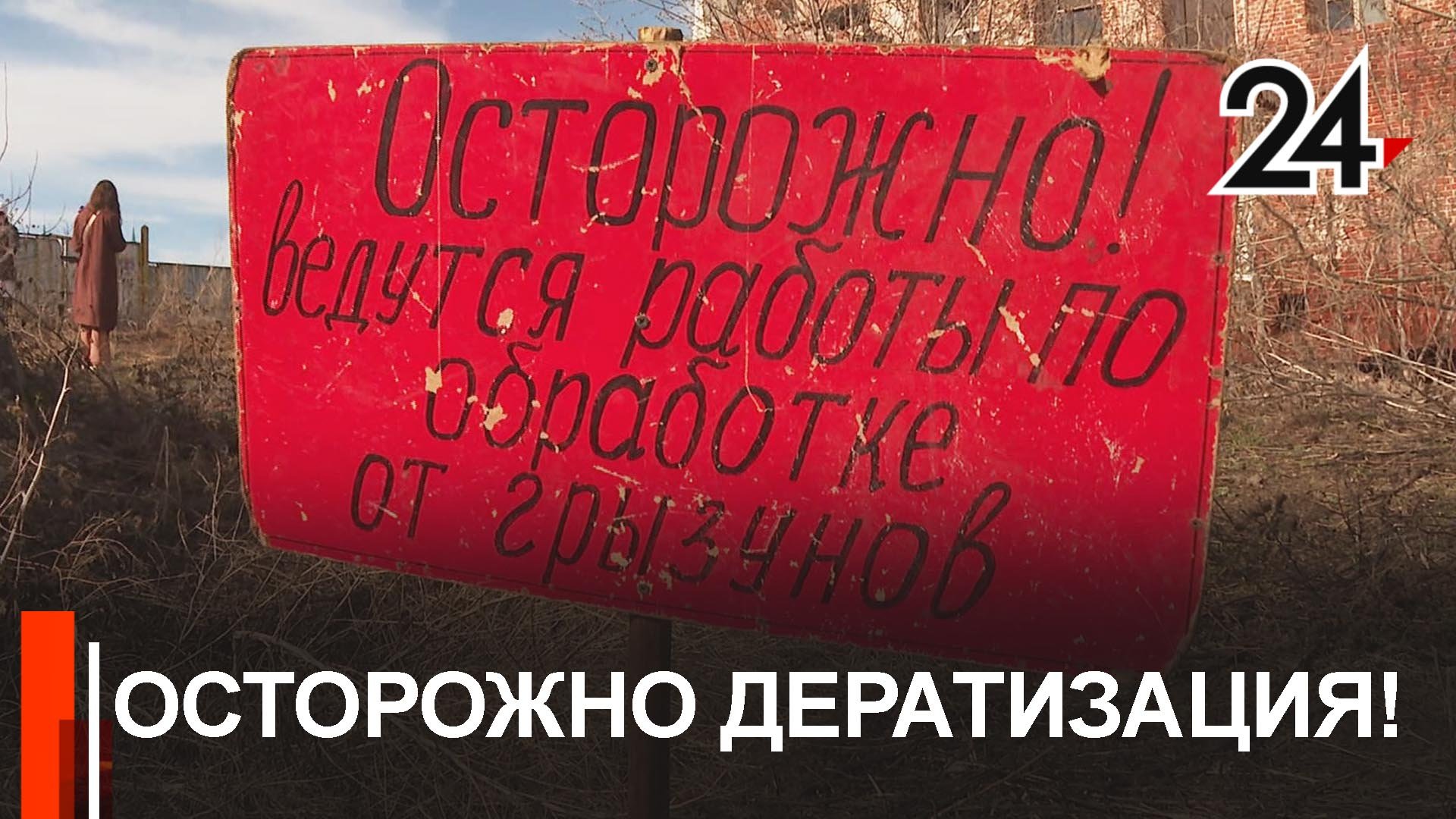 Санитарные врачи начали борьбу с крысами, которые захватили город смотреть онлайн