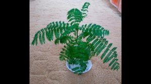 Жакаранда : уход в домашних условиях, пересадка и размножение.