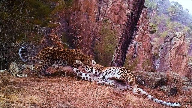 Популяция дальневосточного леопарда в Приморье за 20 лет выросла втрое смотреть онлайн